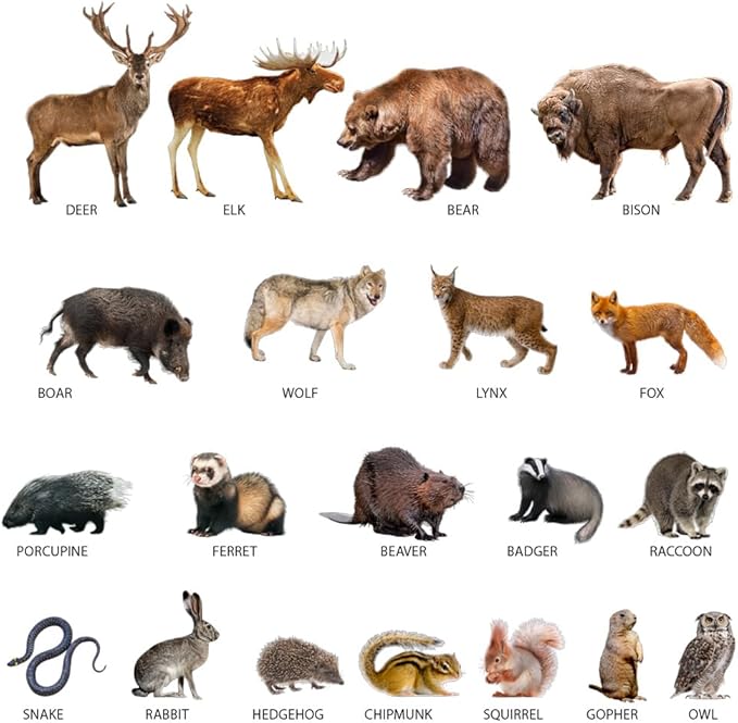 20 Fridge Magnets for Toddlers - Forest Photo Kids Magnets for Fridge - Toddler Magnets for Refrigerator - Magnetic Animals - Fridge Magnets for Kids - Animal Magnets - Toddler Fridge Magnets