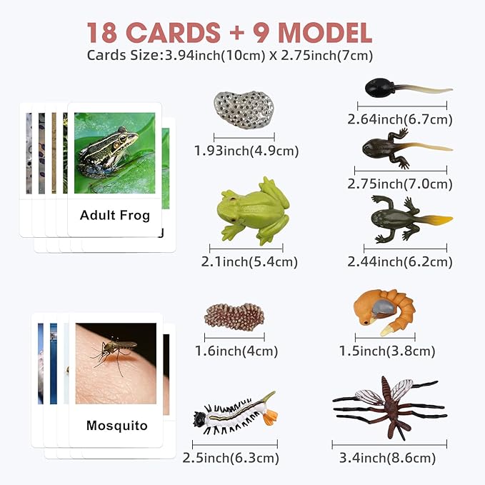 MEROCO Live Tadpole to Frog Life Cycle Toys for Kids Mosquito Bug Toys for Kids 3-5 Animal Matching Game Life Cycle Figurines for Toddlers Learning Insect Education Preschool Science Toys