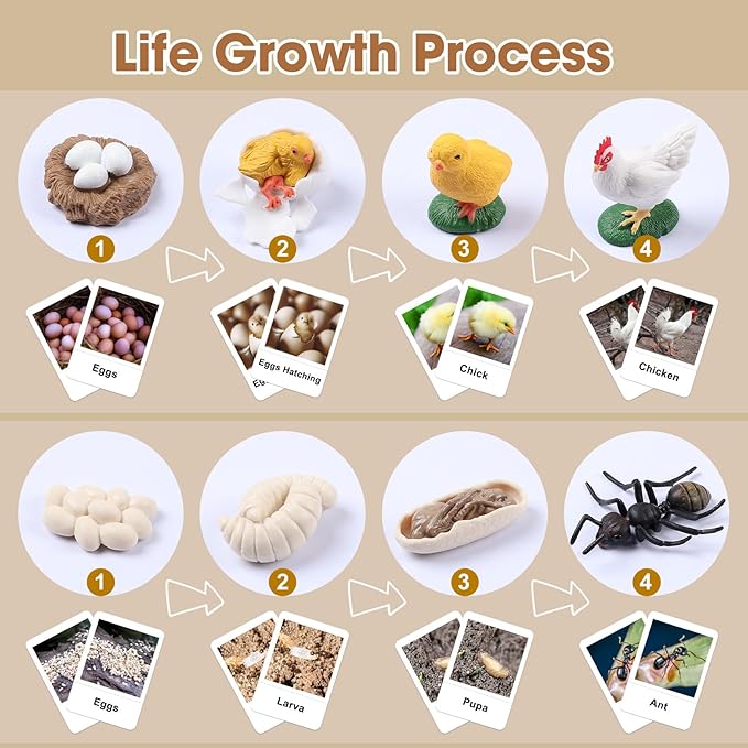 MEROCO Chicken Life Cycle Toys for Kids 3-5 Animal Flashcards with Figurines Preschool Science Matching Game Learning & Education Toys