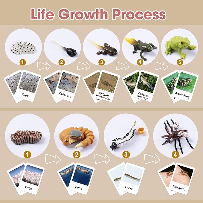 MEROCO Live Tadpole to Frog Life Cycle Toys for Kids Mosquito Bug Toys for Kids 3-5 Animal Matching Game Life Cycle Figurines for Toddlers Learning Insect Education Preschool Science Toys