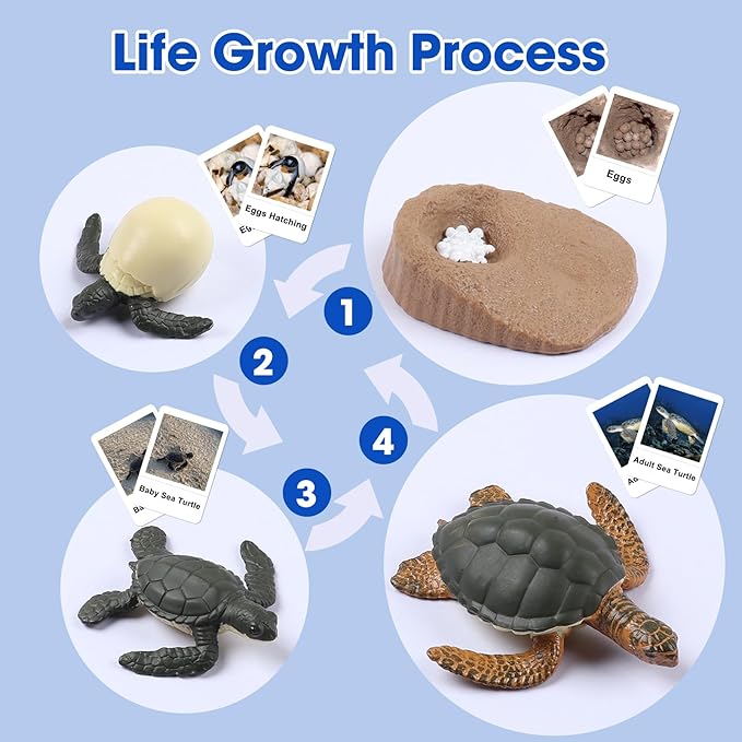 MEROCO Turtle Life Cycle for Kids Animal Flash Cards with Figurines for Toddler Science Toys for Kids 3-5 Preschool Animals Matching Game Figurine Kit Animals Learning & Education Toys for Children