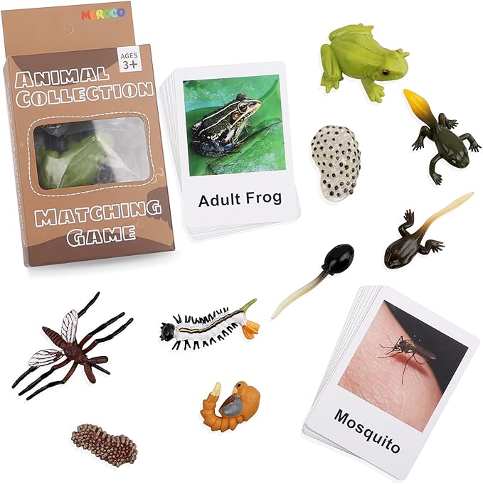 MEROCO Live Tadpole to Frog Life Cycle Toys for Kids Mosquito Bug Toys for Kids 3-5 Animal Matching Game Life Cycle Figurines for Toddlers Learning Insect Education Preschool Science Toys
