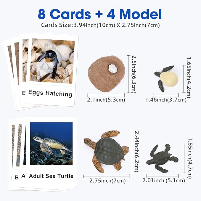 MEROCO Turtle Life Cycle for Kids Animal Flash Cards with Figurines for Toddler Science Toys for Kids 3-5 Preschool Animals Matching Game Figurine Kit Animals Learning & Education Toys for Children